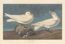 Ivory Gull, 1836. Creator: Robert Havell.