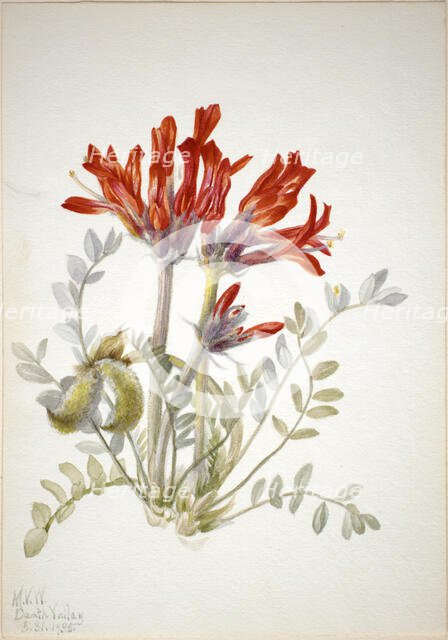 Scarlet Loco (Astragalus coccineus), 1935. Creator: Mary Vaux Walcott.