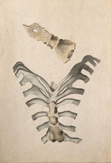 Ribs and sternum: two figures, 1830-1835. Creator: Unknown.