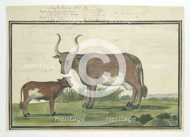 Bos taurus: Cape cow and calf, 1778. Creator: Robert Jacob Gordon.