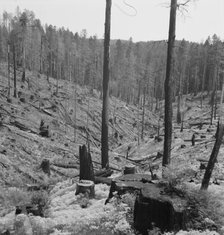 Logged over land along U.S. 99, Southern Oregon, 1939. Creator: Dorothea Lange.