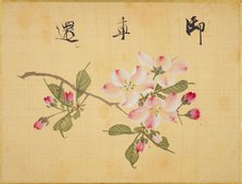 From the Sketch Book of Sakura (Cherry Blossoms), Between 1830 and 1853. Creator: Sakamoto, Konen (1800-1853).