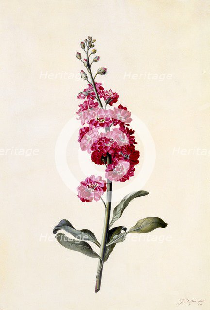 Stock (Matthiola Incana), c. 1746 (hand coloured engraving). Creator: "Georg Dionysius Ehret (1710 - 70); Ehret, Georg Dionysius (1710-1770)".