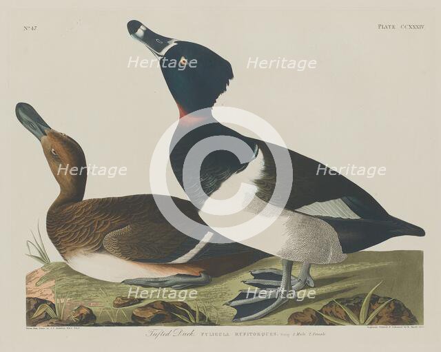 Tufted Duck, 1834. Creator: Robert Havell.