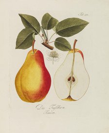 Illustration from "A treatise on the fruit trees" by Johann Kraft, 1792-1796. Creator: Kraft, Johann (1738-1808).
