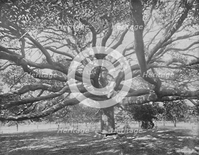 'Mammoth Live Oak, near Jacksonville, Florida', c1897. Creator: Unknown.