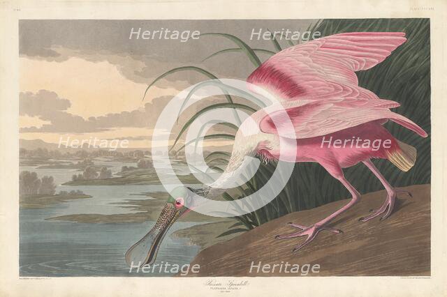 Roseate Spoonbill, 1836. Creator: Robert Havell.