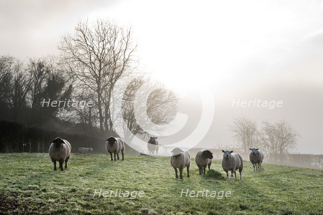 Inquisitive sheep, Herefordshire, 2017. Artist: James O Davies.