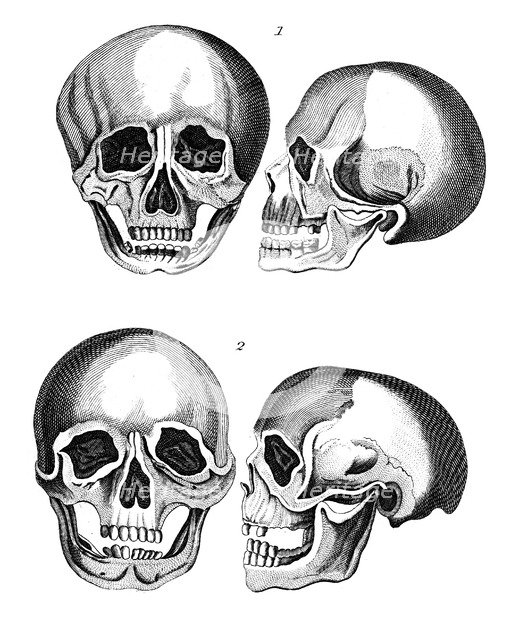 Comparison of Germanic and African skulls, early 19th century. Artist: Unknown