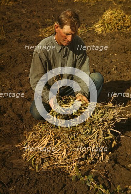 Bill Stagg, homesteader, with pinto beans, Pie Town, New Mexico, 1940. Creator: Russell Lee.