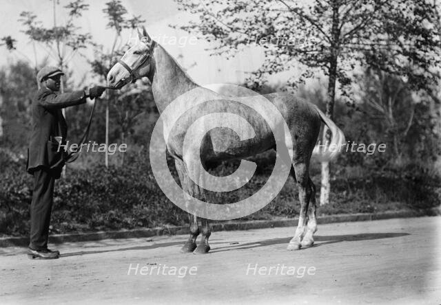Horse belonging to Dr. Cary T. Grayson,  U.S.N., 1912. Creator: Harris & Ewing.