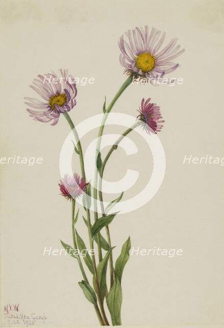 Alaska Fleabane (Erigeron salsuginosus), 1925. Creator: Mary Vaux Walcott.