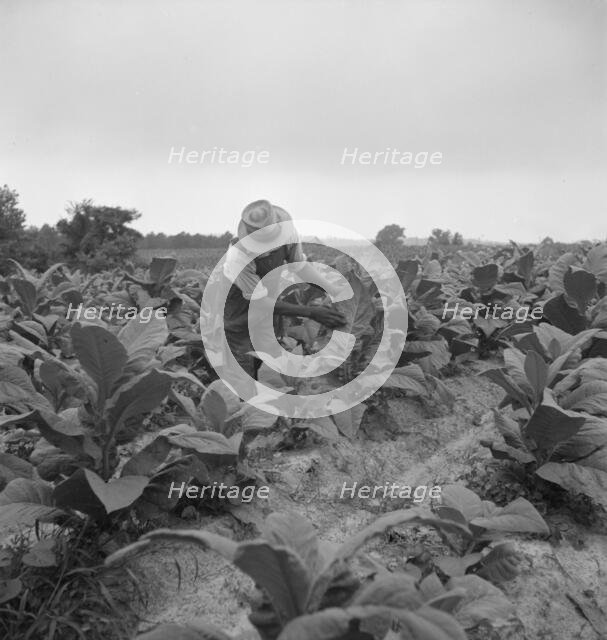Negro tenant topping tobacco, Person County, North Carolina, 1939. Creator: Dorothea Lange.