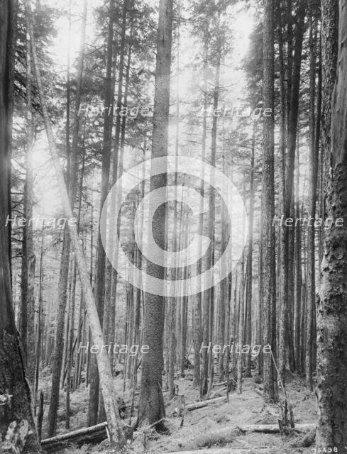 Alaskan spruce trees, between c1900 and 1923. Creator: Unknown.