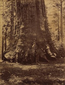 Section of the Grizzly Giant with Galen Clark, Mariposa Grove, Yosemite, 1865-66. Creator: Carleton Emmons Watkins.