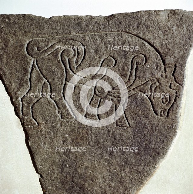 Bull motif on Pictish incised stone, Burghead, Moray, Scotland, c6th - 7th century. Artist: Unknown