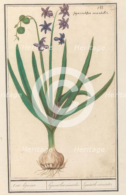 Hyacinth (Hyacinthus orientalis), 1596-1610. Creators: Anselmus de Boodt, Elias Verhulst.