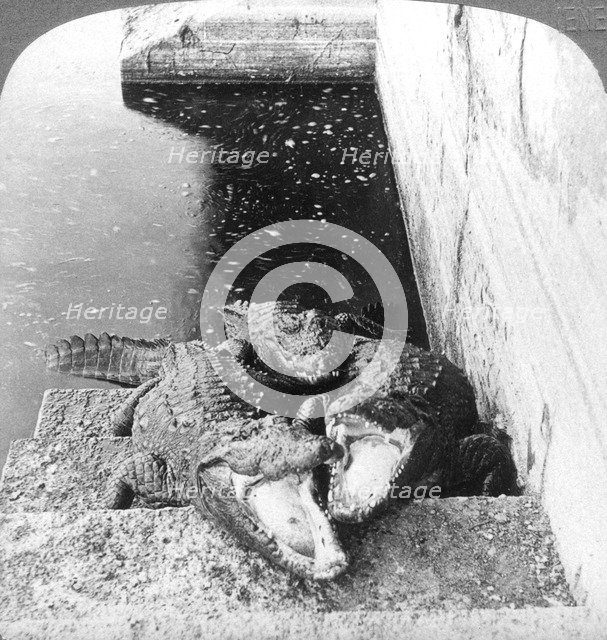 Man-eating alligators, India, 1904.Artist: Underwood & Underwood