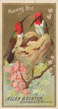 Hummingbird, from the Birds of America series (N4) for Allen & Ginter Cigarettes Brands, 1888. Creator: Allen & Ginter.