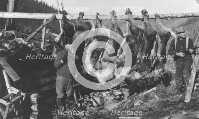 Caribou carcasses, between c1900 and c1930. Creator: Unknown.