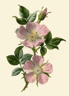 'Dog-Rose', 1877. Creator: Frederick Edward Hulme.