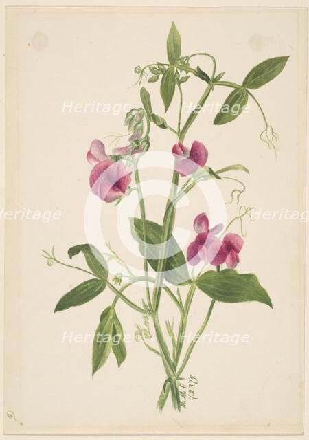 (Untitled--Flower Study), 1879. Creator: Mary Vaux Walcott.