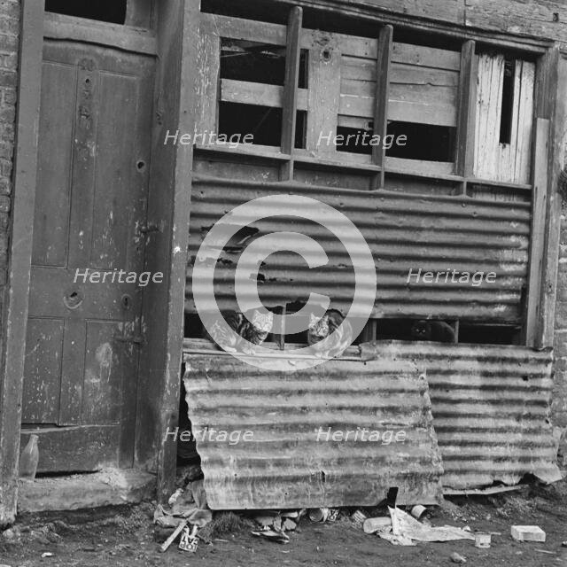 Three cats on a corrugated iron section of a run-down house in the East End of London, 1955-65. Creator: John Gay.