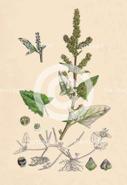 'Atriplex deltoidea. Triangular-leaved Orache', 19th Century. Artist: Unknown.