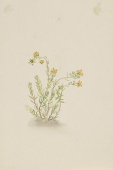 Sedum stenopetalum, ca. 1917-1918. Creator: Mary Vaux Walcott.