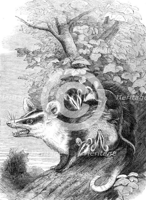 Recent additions to the Zoological Society’s Collection, Regent’s Park, 1864. Creator: Pearson.