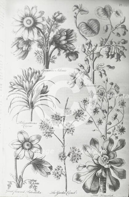 Reproduction of print showing Flowers, between 1915 and 1925. Creator: Frances Benjamin Johnston.