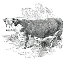 Prize Cattle at the Royal Agricultural Society's Show, at Exeter - Hereford - Class I. - First Prize Creator: Harrison Weir.