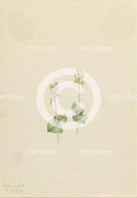 Rocky Mountain Twayblade (Ophrys necrophylla), 1919. Creator: Mary Vaux Walcott.