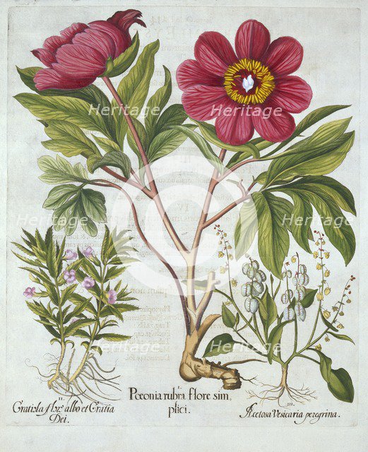 Paeony, Hedge Hyssop and Sheep's Sorrel, from 'Hortus Eystettensis', by Basil Besler (1561-1629), pu