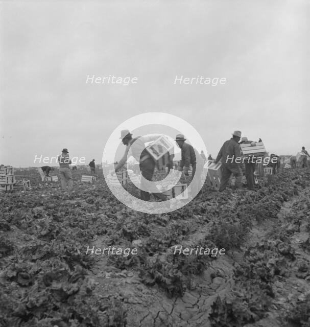 Filipinos waiting for the signal... cutting lettuce, near Westmorland, Imperial Valley, CA, 1939. Creator: Dorothea Lange.