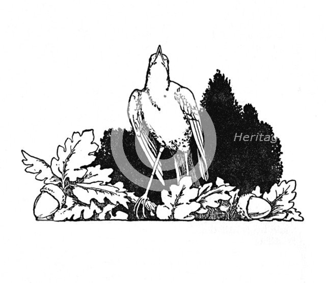 'Among the Branches Dwelt a Nightingale', c1930. Artist: W Heath Robinson.