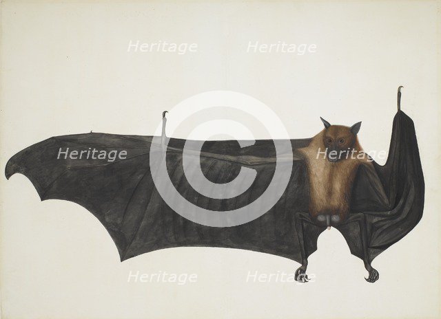 Indian Flying Fox also known as Great Indian Fruit Bat; Pteropus Giganteus, c1800. Creator: Indian School (18th Century).