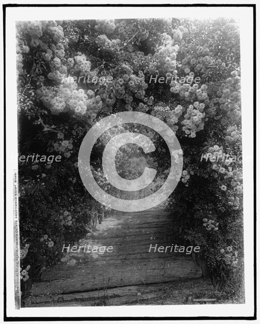 Dorothy Perkins roses, Lawson estate, Dreamwold, Egypt, Mass., between 1910 and 1920. Creator: Unknown.