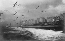 Gulls at Brighton, East Sussex, early 20th century. Artist: Unknown