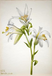 Washington Lily (Lilium washingtonianum), 1933. Creator: Mary Vaux Walcott.