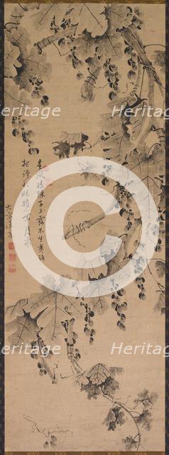 Grapevine, 1700s to 1800s. Creator: Unknown.