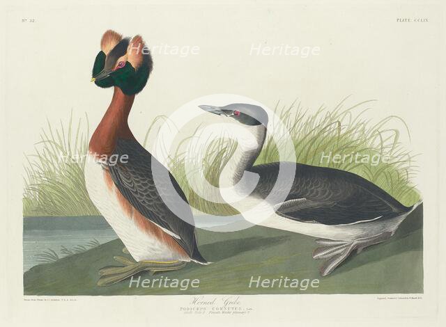 Horned Grebe, 1835. Creator: Robert Havell.
