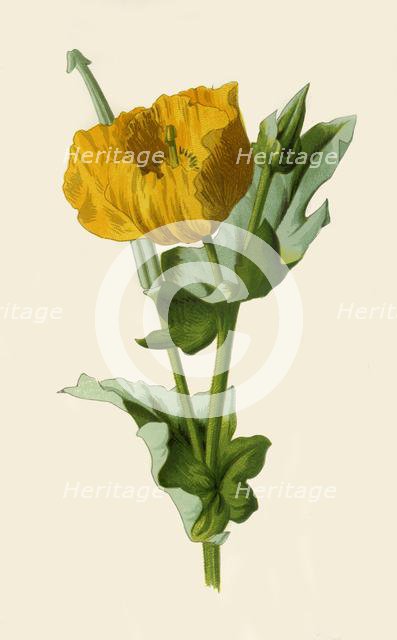 'Yellow Horned Poppy', 1877. Creator: Frederick Edward Hulme.