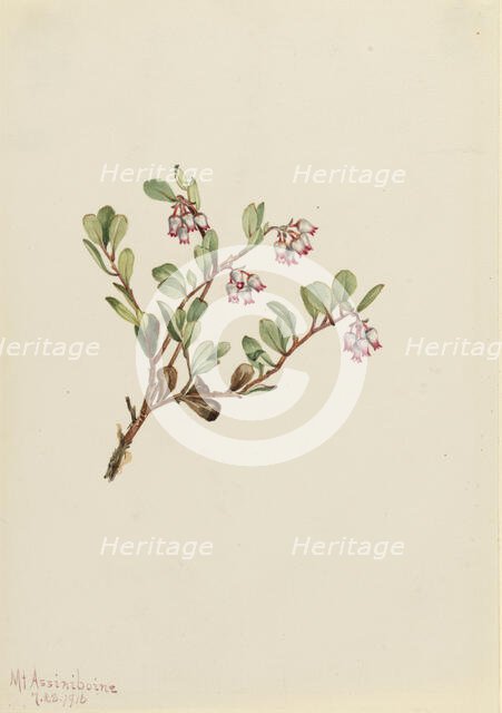 Bearberry (Arctostaphylos uva-ursi), 1916. Creator: Mary Vaux Walcott.