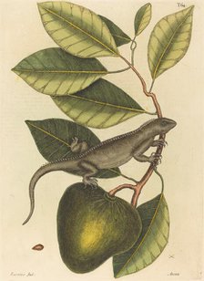 The Guana (Lacerta Iguana), published 1731-1743. Creator: Mark Catesby.