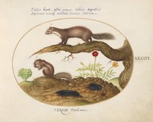 Animalia Qvadrvpedia et Reptilia (Terra): Plate XLVI, c. 1575/1580. Creator: Joris Hoefnagel.