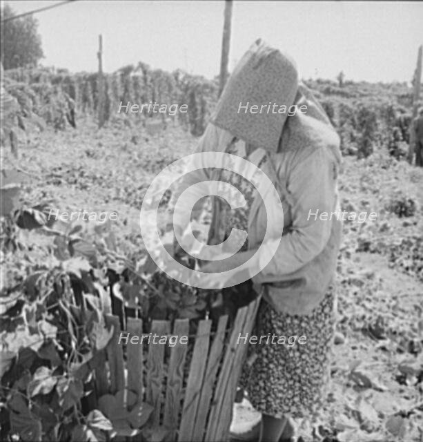 Mother of family now migrants of Pacific coast, picking hops, Polk County, Oregon, 1939. Creator: Dorothea Lange.