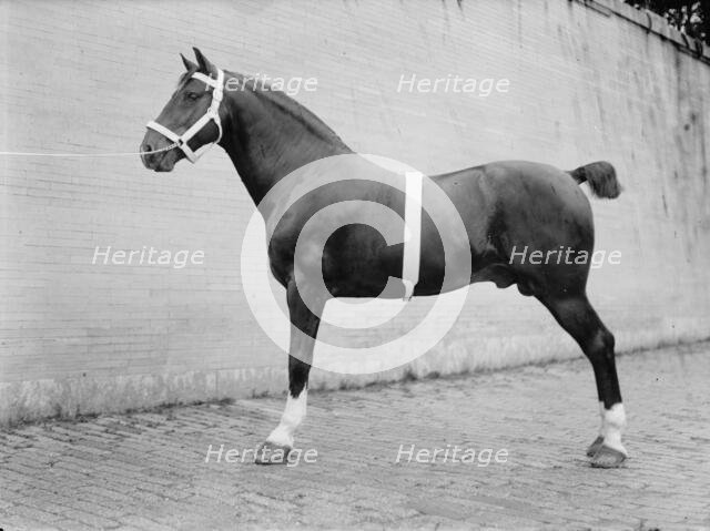 Horse Shows - Mclean, John Roll. His Horses, 1912. Creator: Harris & Ewing.