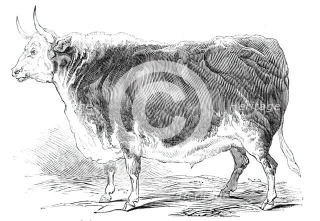 Mr. Senior's 4 years and [?] months old Hereford ox - prize £20, 1844. Creator: Unknown.