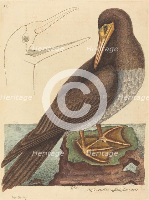 The Booby (Pelecanus Sula), published 1731-1743. Creator: Mark Catesby.